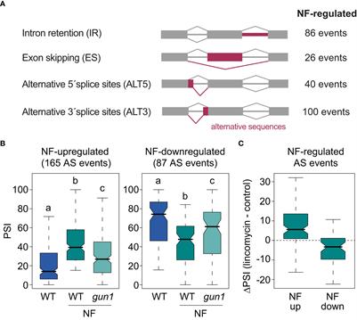 Regulation of alternative splicing by retrograde and light signals converges to control chloroplast proteins